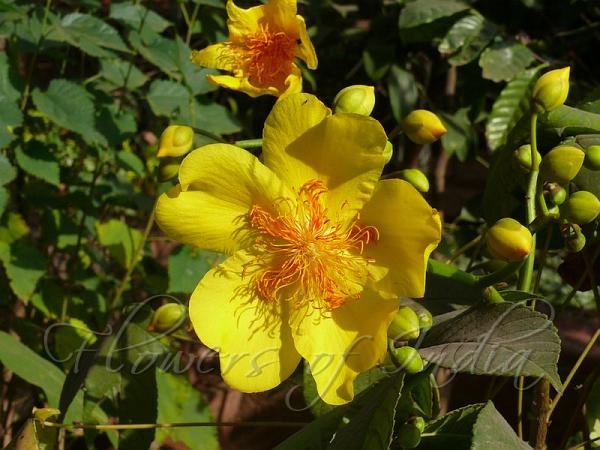 Buttercup Tree